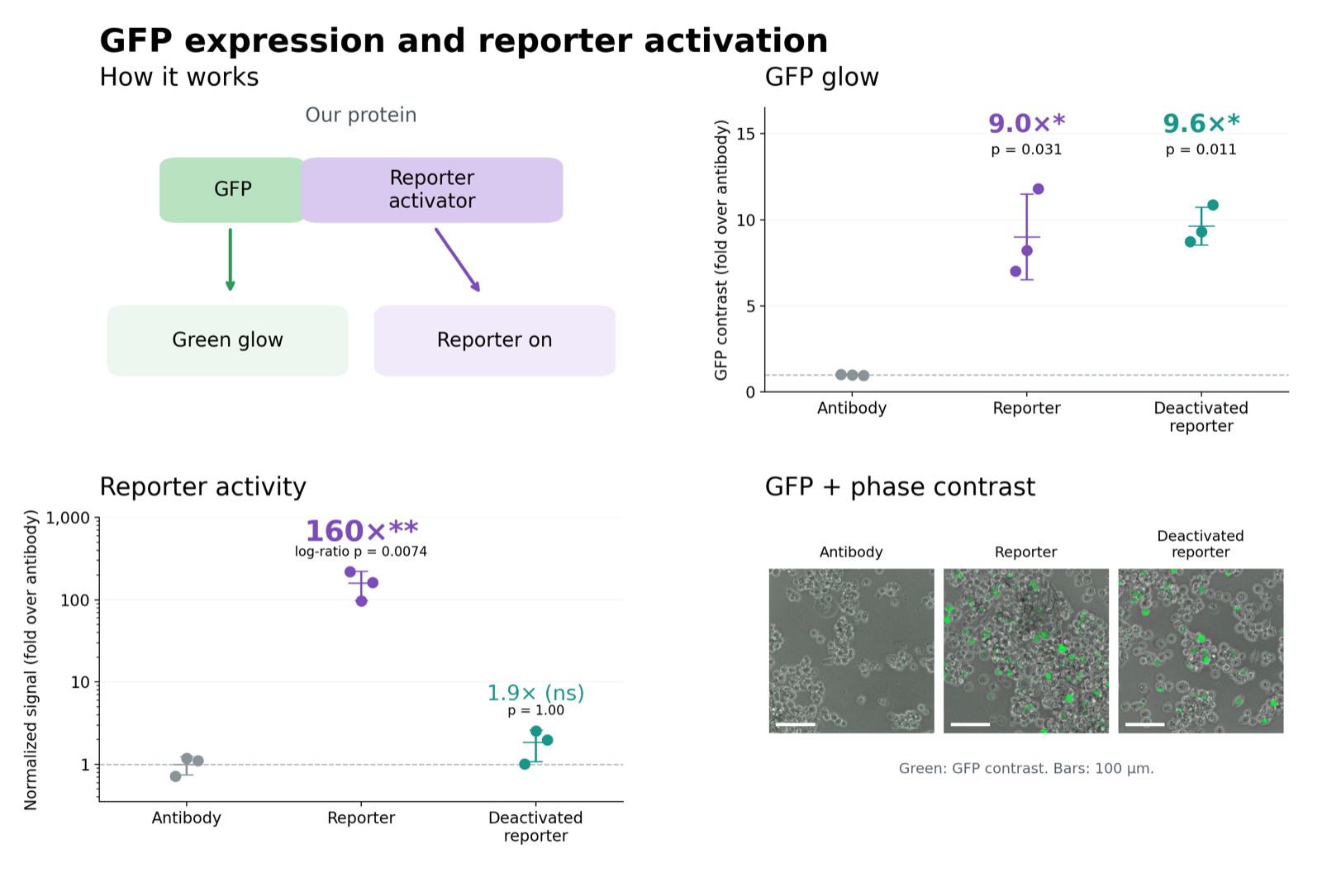 Slide with results: GFP expression and reporter activation for our protein in plasmid form