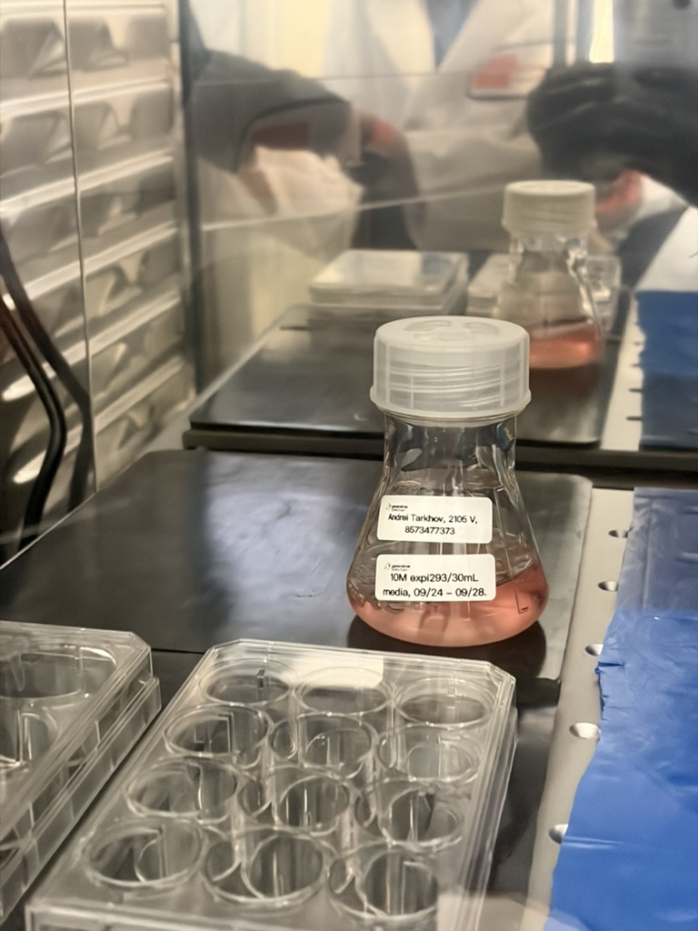 One 125 mL flask with cells in the tissue culture hood