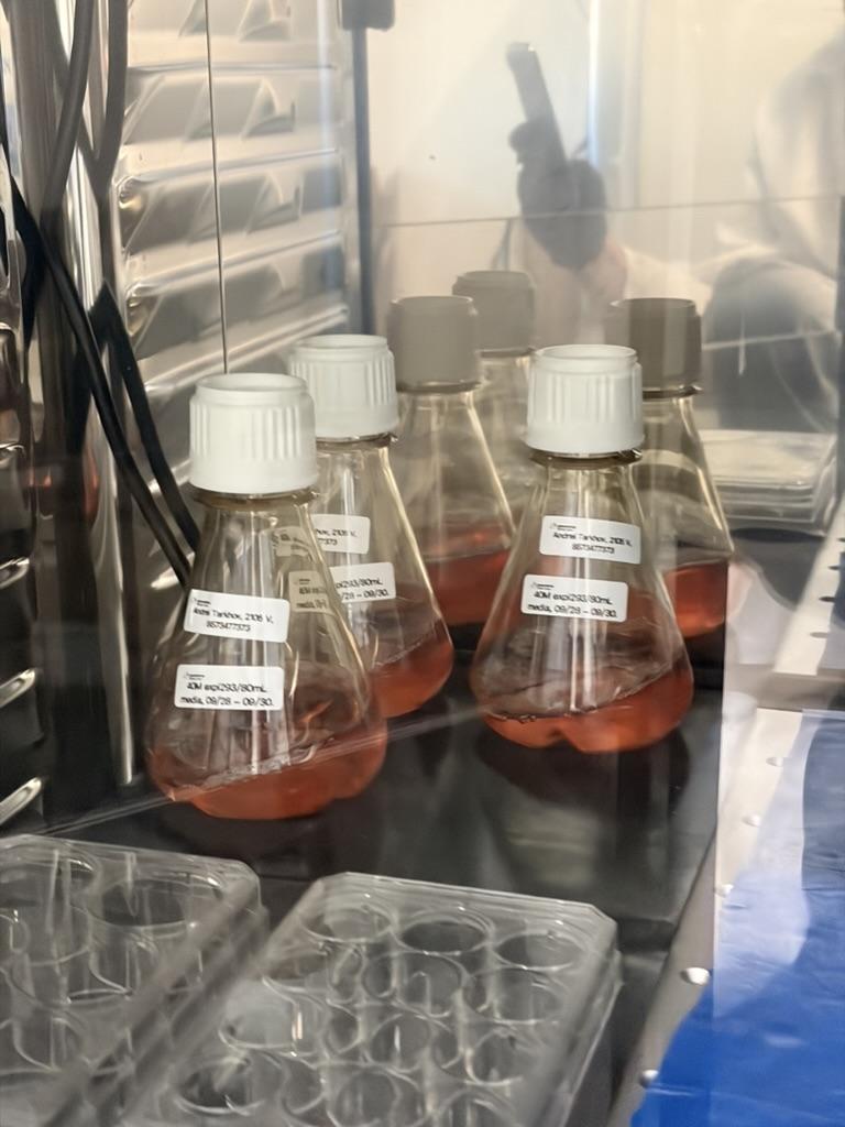 Three 250 mL flasks with cells in the tissue culture hood