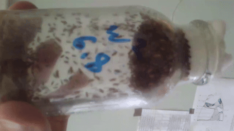 Флакон, полный плодовых мушек